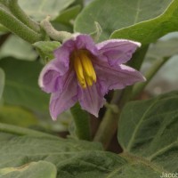 Solanum melongena L.